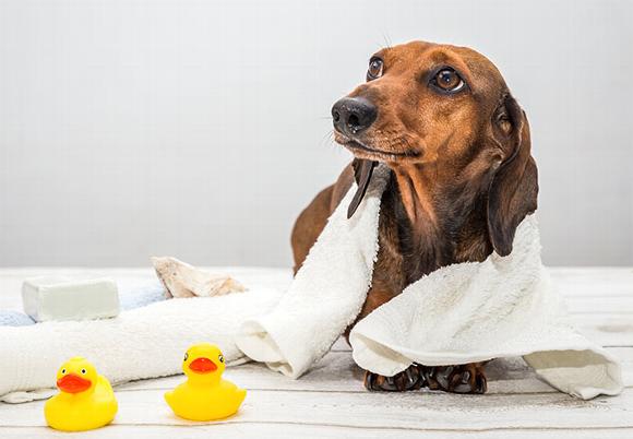dachshund in towel with rubber ducks