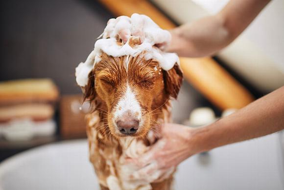 dog in tub getting washed