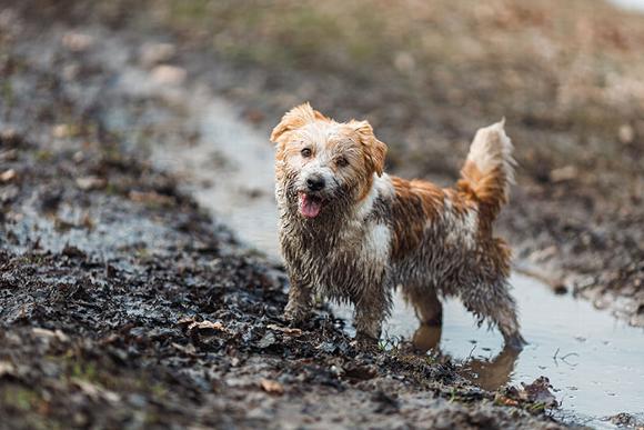small dog in muddy puddle out for work